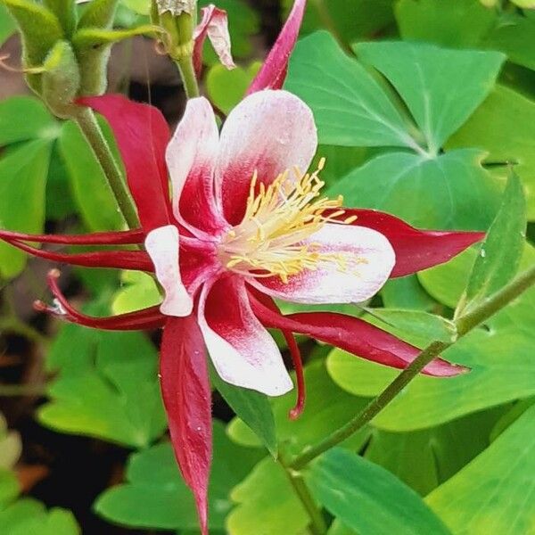 Aquilegia canadensis Flower