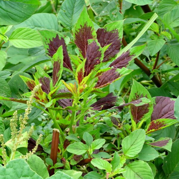 Celosia argentea Blatt