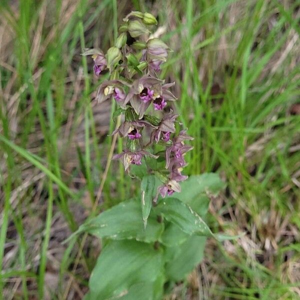 Epipactis helleborine Habit