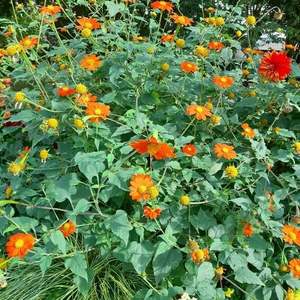 Tithonia rotundifolia Цвят