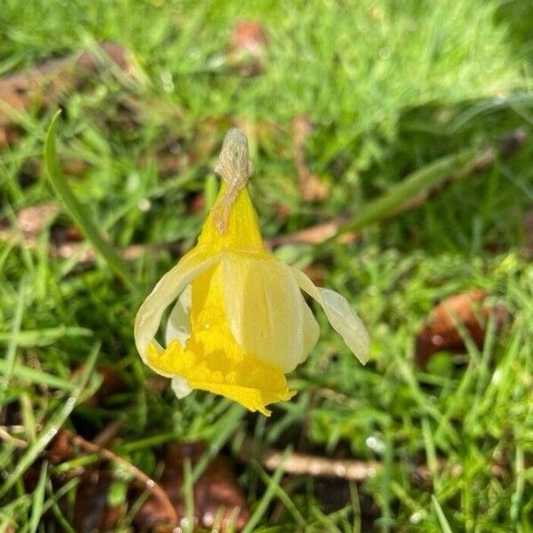 Narcissus bicolor Flower