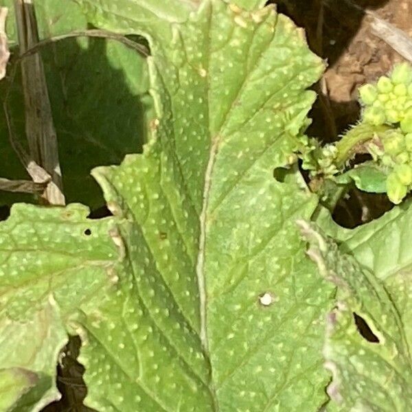 Rapistrum rugosum Blad