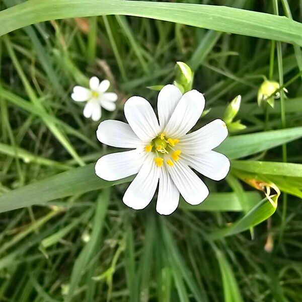 Stellaria palustris 花