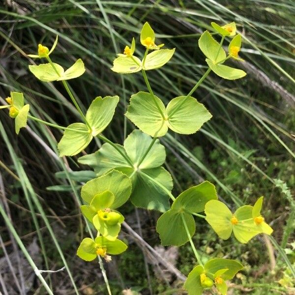 Euphorbia serrata Συνήθη χαρακτηριστικά