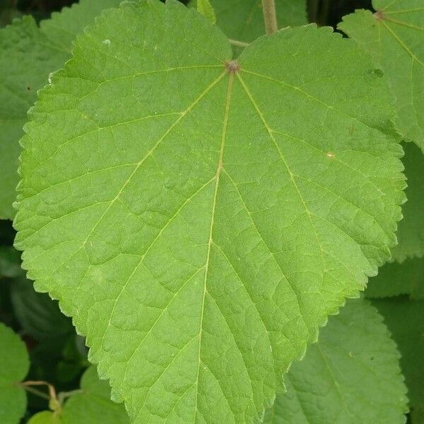 Sidastrum paniculatum Levél