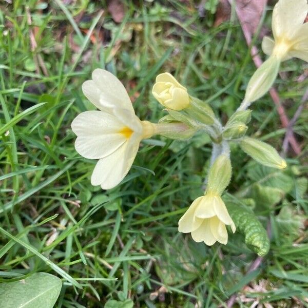 Primula x polyantha Žiedas