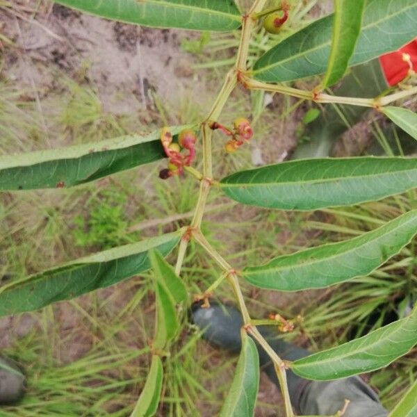 Cissus guerkeana Leht