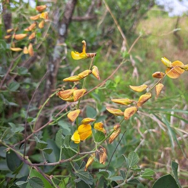 Rhynchosia minima Flower