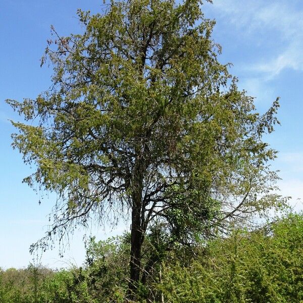 Juniperus communis 整株植物