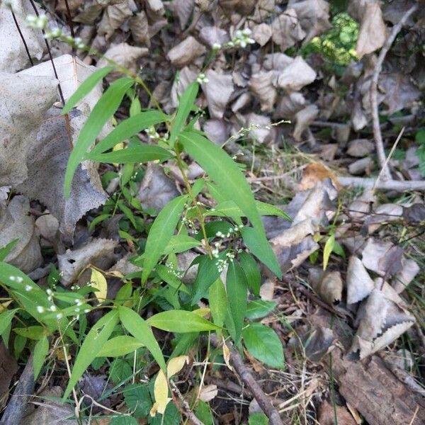 Persicaria punctata Fuelha