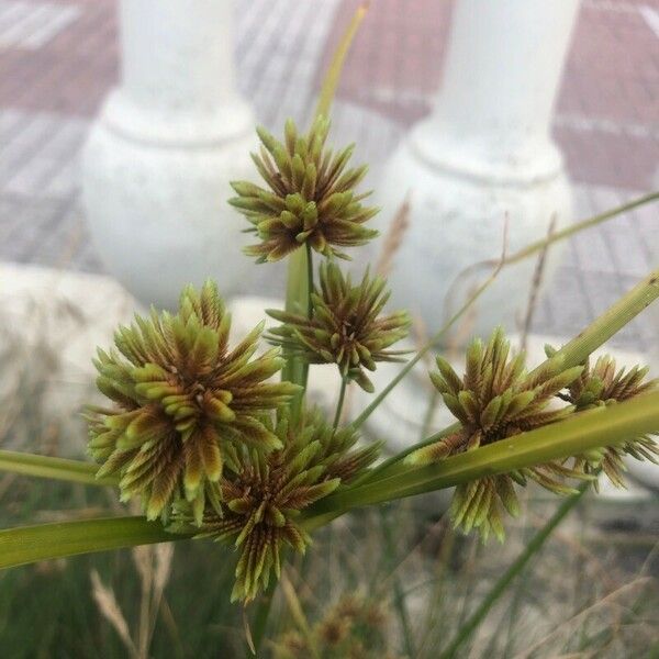 Cyperus eragrostis ᱵᱟᱦᱟ