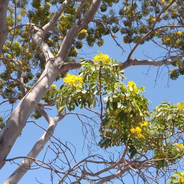 Cassia fistula Flor