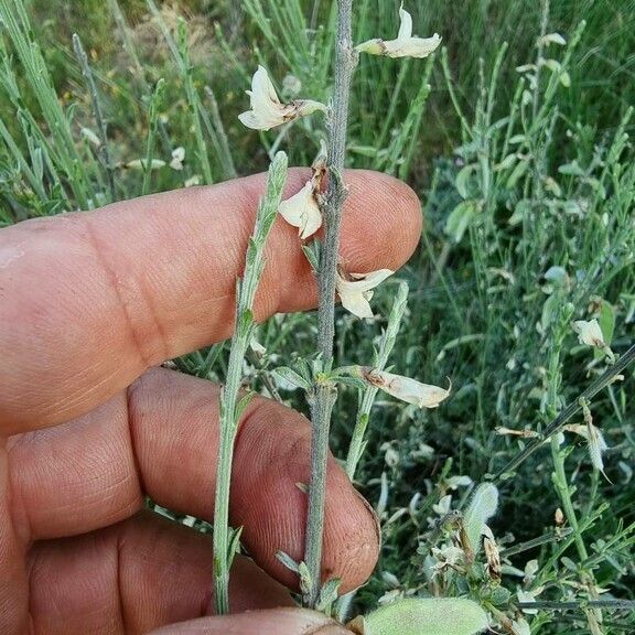 Cytisus multiflorus 花