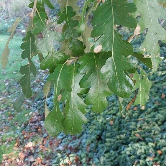 Quercus cerris Levél