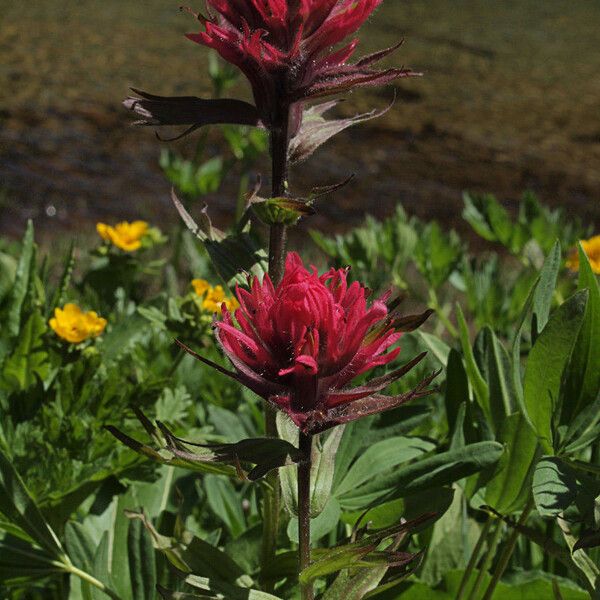 Castilleja parviflora 花