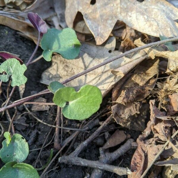 Cardamine douglassii 叶