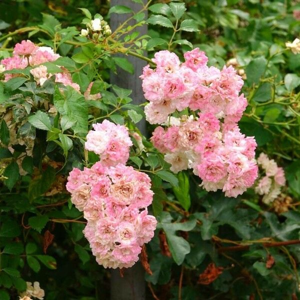 Rosa multiflora Muu