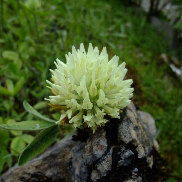Trifolium trichocephalum Flower
