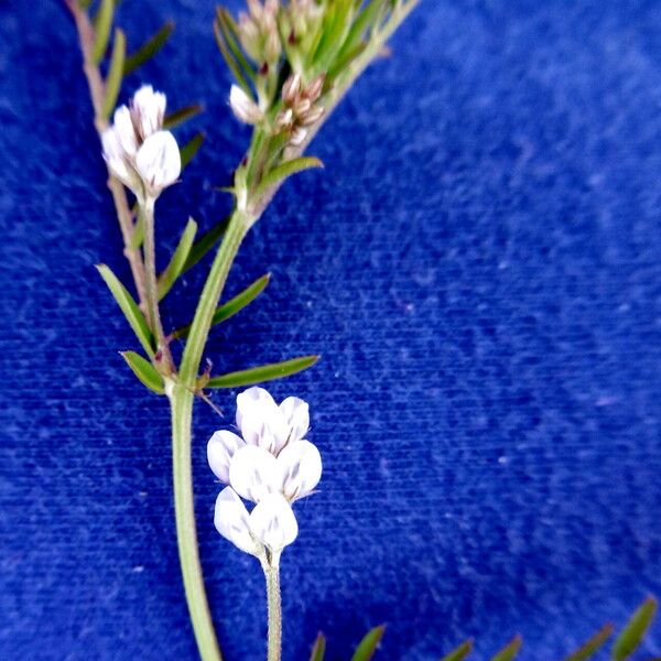 Vicia hirsuta عادت داشتن