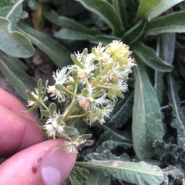 Reseda phyteuma Flor