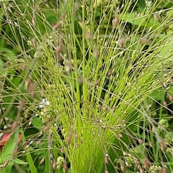 Panicum capillare Habit