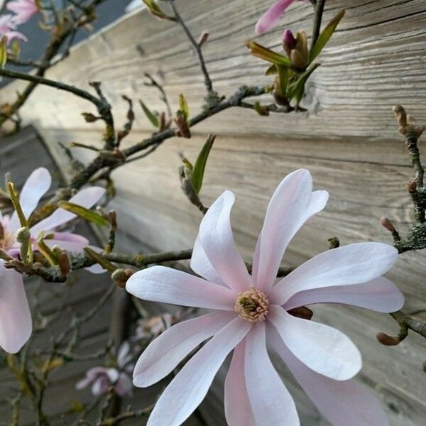 Magnolia stellata फूल