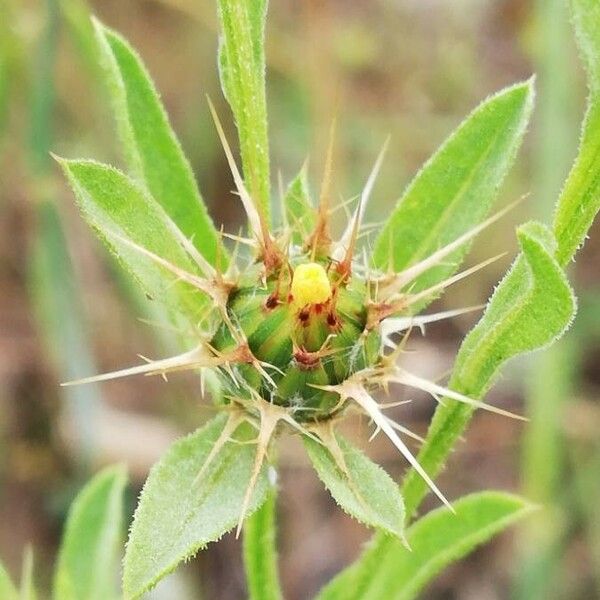 Centaurea melitensis Flor