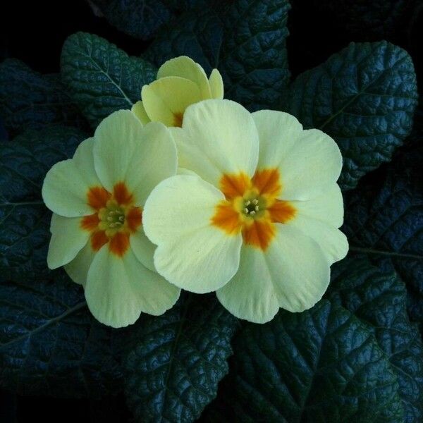 Primula vulgaris Flor