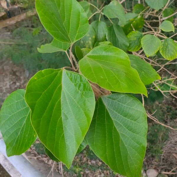 Gmelina arborea Leaf