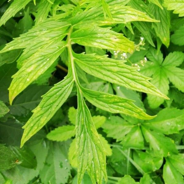 Valeriana officinalis Leaf