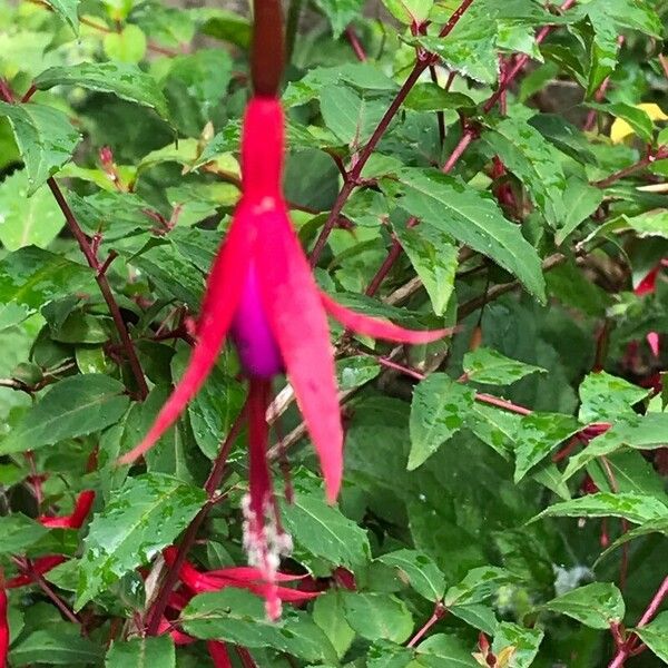 Fuchsia × standishii 花