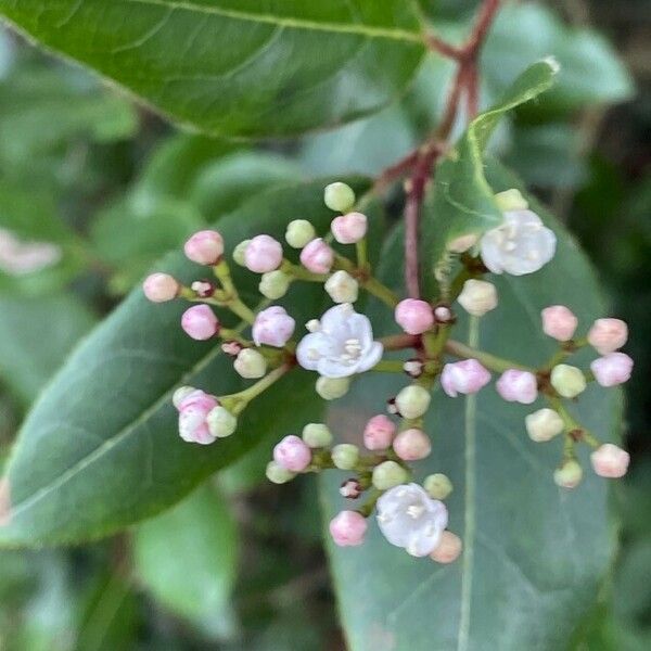 Viburnum tinus Flower