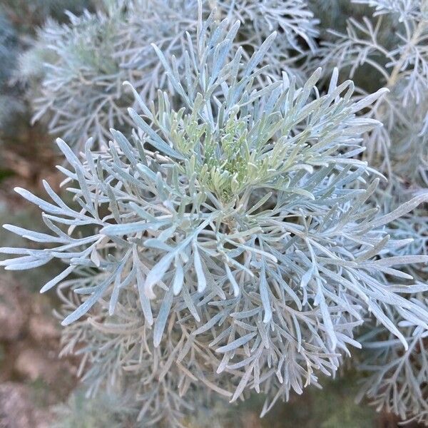 Artemisia arborescens Blad