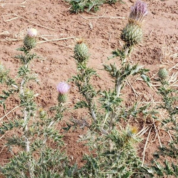 Cirsium ochrocentrum फूल