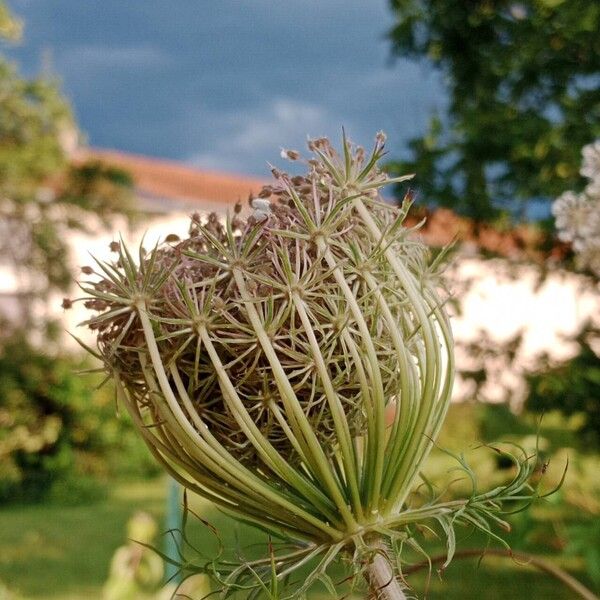 Daucus carota Květ