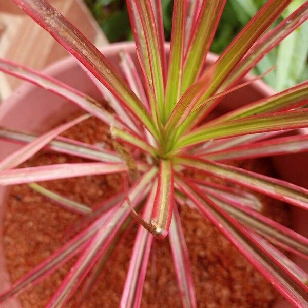 Dracaena reflexa Leaf