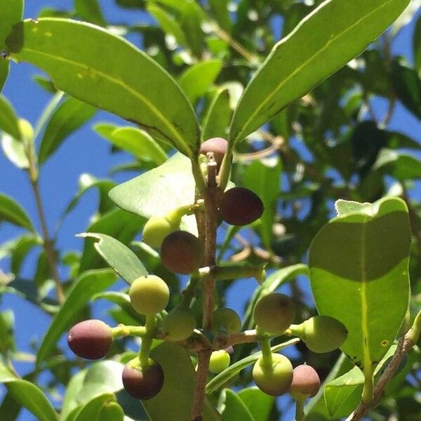 Chionanthus foveolatus Fruto