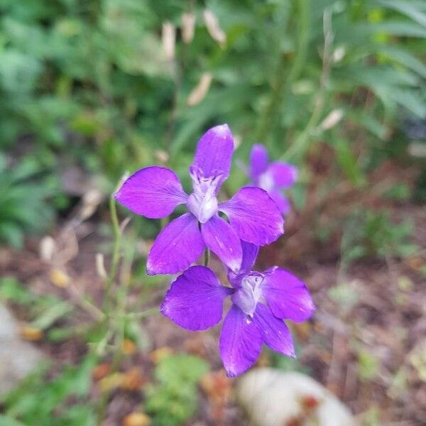 Consolida ajacis Flower