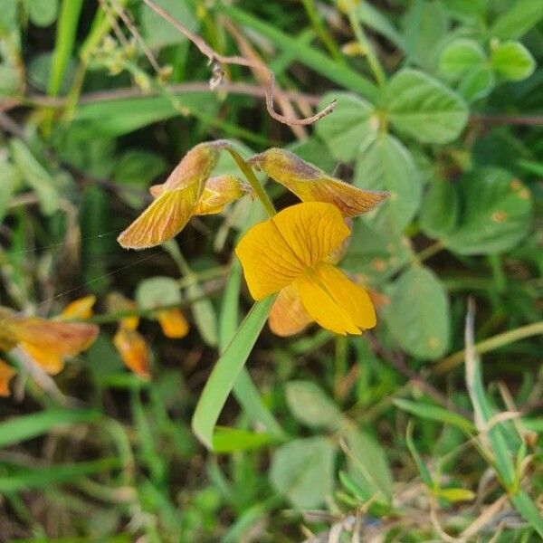 Rhynchosia minima Flower