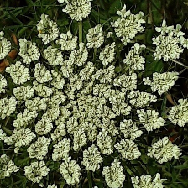 Ammi majus Кветка