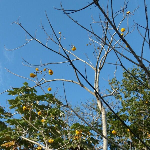 Cochlospermum vitifolium Natur
