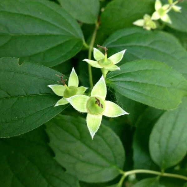 Philadelphus coronarius ফল