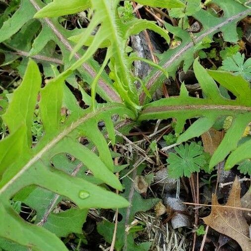 Lactuca canadensis Habitus