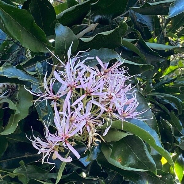 Calodendrum capense Blomma