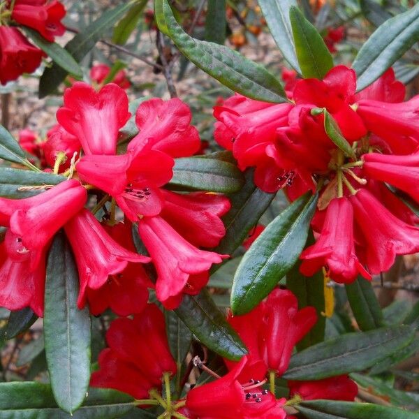 Rhododendron neriiflorum फूल