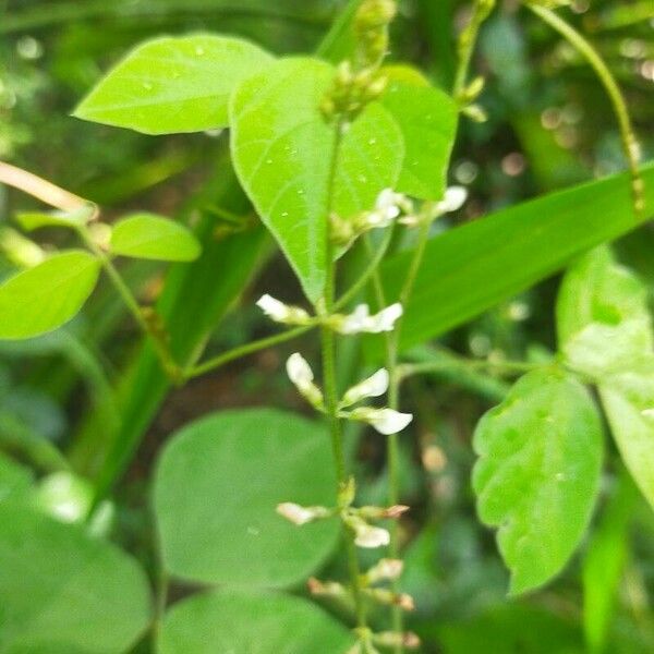 Neonotonia wightii Flower