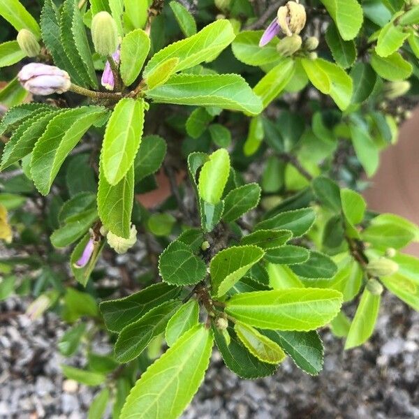 Grewia occidentalis Leaf