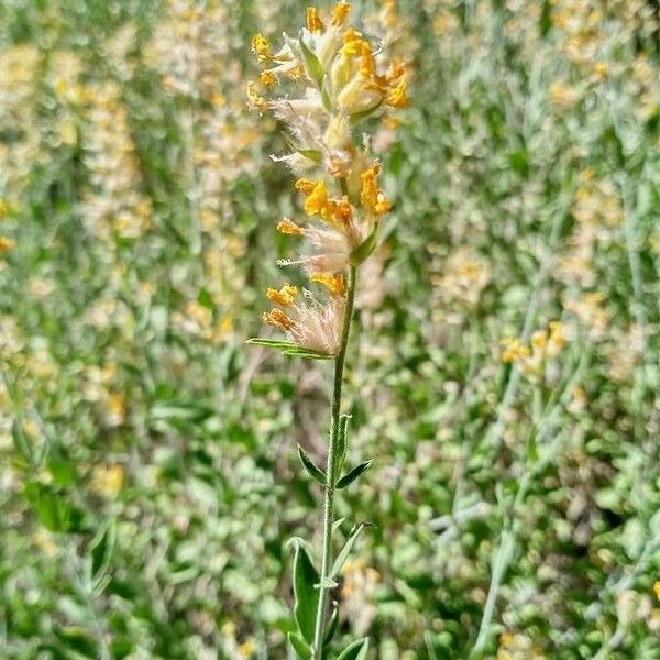 Anthyllis cytisoides Blomst