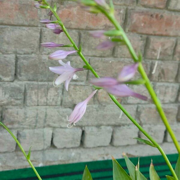 Hosta lancifolia Květ