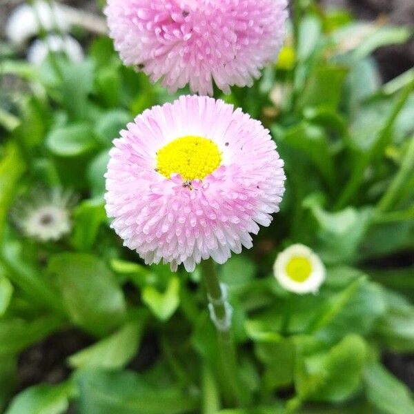 Bellis rotundifolia Кветка